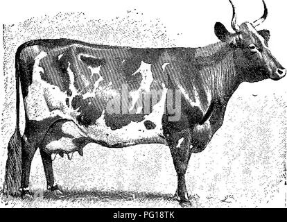 . Il successo stockman e manuale di allevamento . Bestiame; medicina veterinaria. catti,b;. 287 completamente stabilisce la reputazione della vacca Ayrshire, così lontano come il caseificio è interessato.'' come un animale. Il sig. Rankin, un'alta autorità, che thor- oughly testato il Ayrshires nella propria azienda agricola, il terreno di cui era di qualità inferiore, ha questo da dire riguardo il Ayrshires come bovini da carne : ' 'l'ingrasso di proprietà dell'Ayrshire bovini crediamo di essere un po' esagerato. Essi contribuiranno gentilmente e in modo redditizio e la loro carne. Vacca AYRSHIRE, "dBLLA PENDER." sarà buono. Essi wil Foto Stock