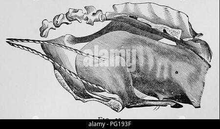 . Ostetricia veterinaria; un compendio per l'uso di studenti e professionisti. Ostetricia veterinaria. DYSTOKIA. 73 lombo-pube. In questo, il fcetus è sdraiato sul suo dorso con tutte le arti rivolto verso l'alto. Se viene chiamato all'inizio, potrebbe essere possibile spingere il fcetus nell'utero. Aventi con fili arti, mediante rotazione, convertire questo in un lombo-sacrale. Se questo non è possibile, il cavo il hind-arti, e applicare una trazione verso l'alto. Come i garretti venire all'orlo del pube, essi saranno probabilmente catturato; poi passa in mano e di elevarle (garretti). Quando il punto di garrese raggiunge la stessa situa Foto Stock