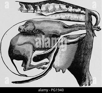 . Ostetricia veterinaria; un compendio per l'uso di studenti e professionisti. Ostetricia veterinaria. DYSTOKIA. 69, VERTEBRO-sacrale. Con la testa piegata all'indietro e verso l'alto. Questo molto simile a l'ultimo, e richiede un trattamento simile.. Fig. 26. Posizione Vkrtkbro-Sacral. La deviazione della testa ths verso l'alto e all'indietro. VERTEBRO-sacrale. Ma l'ostruzione a causa di arti posteriori. A volte accade che un apparentemente normale parto diventa improvvisamente difficile, senza alcuna causa apparente. In esame essendo realizzato, è accertato che la cerva-arti sono diventati rapiti, le dita alla ricerca Foto Stock