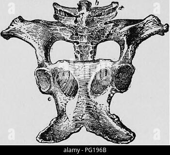 . Ostetricia veterinaria; un compendio per l'uso di studenti e professionisti. Ostetricia veterinaria. 14 ostetricia veterinaria. Ad eccezione della specie equina, il sacro è unita all'ultima vertebra lombare da tre superfici diarthrodial solo-la testa del corpo e due processi trasversali. L'ischio pubica nella vacca è costitui- siderably più a lungo rispetto al mare e non rettilinea; ossificazione della sinfisi è meno completa, e avviene molto più tardi rispetto al mare. 6. Fig. s. Legamenti delle vertebre lombari, Sacrum e bacino. {Visto da sotto.). Intertransv Foto Stock