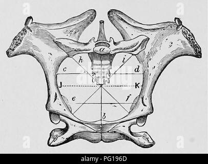 . Ostetricia veterinaria; un compendio per l'uso di studenti e professionisti. Ostetricia veterinaria. I6 di ostetricia veterinaria. L'uscita del Mare del bacino è limitato superiormente dal vertice del sacro e la base della coccyx, e seguito dall'arcata ischiatica formata dalla giunzione delle due ischia; e lateralmente dalla superficie superiore di Ischia e il bordo posteriore del sacro-sclatic legamenti. I diametri sono solitamente meno di quelli dell'ingresso. Il bacino della mucca è più lunga rispetto a quella del Mare, e non in modo verticale; il Ischlo-pubica è più lungo e è molto curvi, ma Foto Stock