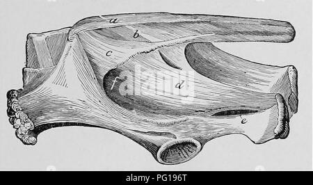 . Ostetricia veterinaria; un compendio per l'uso di studenti e professionisti. Ostetricia veterinaria. Anatomia. 13 'verticale. Il sacro è un po' quadrangolare; è &lt;;omposed di tre ossa che sono consolidati in un â in età precoce. Solo tre meati che si vertebrale. Le ossa del coccyx sono forti e tuberose, i primi cinque o sei essendo perfetto come il vero ossa vertebrali. Il bacino del maiale (maiale) assomiglia a quello delle pecore. La cresta iliaca è convessa. Il pube è stretta e il ischio presenta una prominenza tuberosa. Il sacro è composta di quattro vertebre, che non diventano entir Foto Stock