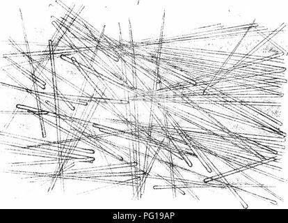 . Una monografia della British Spongiadae. Spugne. Piastra LZZX. Si prega di notare che queste immagini vengono estratte dalla pagina sottoposta a scansione di immagini che possono essere state migliorate digitalmente per la leggibilità - Colorazione e aspetto di queste illustrazioni potrebbero non perfettamente assomigliano al lavoro originale. Bowerbonk, James Scott, 1797-1877; Norman, Alfred Merle, 1831- ed. Londra, Pub. per la società di raggi da R. Hardwicke Foto Stock