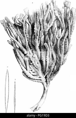 . Una monografia della British SpongiadÃ¦. Spugne. Piastra LXVI.. W. Lrn,, /1L0,u.- D-l.,'l,hUi ChaJina ocuLal'a W. West s.c. â jHj.. Si prega di notare che queste immagini vengono estratte dalla pagina sottoposta a scansione di immagini che possono essere state migliorate digitalmente per la leggibilità - Colorazione e aspetto di queste illustrazioni potrebbero non perfettamente assomigliano al lavoro originale. Bowerbonk, James Scott, 1797-1877; Norman, Alfred Merle, 1831- ed. Londra, Pub. per la società di raggi da R. Hardwicke Foto Stock