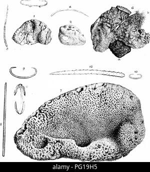 . Una monografia della British Spongiadae. Spugne. Piastra XLIV". Si prega di notare che queste immagini vengono estratte dalla pagina sottoposta a scansione di immagini che possono essere state migliorate digitalmente per la leggibilità - Colorazione e aspetto di queste illustrazioni potrebbero non perfettamente assomigliano al lavoro originale. Bowerbonk, James Scott, 1797-1877; Norman, Alfred Merle, 1831- ed. Londra, Pub. per la società di raggi da R. Hardwicke Foto Stock