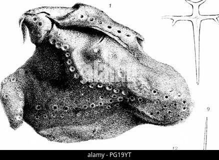 . Una monografia della British SpongiadÃ¦. Spugne. Piastra ATnr.. ' .,-1'^ 73 â =/P-r-. Si prega di notare che queste immagini vengono estratte dalla pagina sottoposta a scansione di immagini che possono essere state migliorate digitalmente per la leggibilità - Colorazione e aspetto di queste illustrazioni potrebbero non perfettamente assomigliano al lavoro originale. Bowerbonk, James Scott, 1797-1877; Norman, Alfred Merle, 1831- ed. Londra, Pub. per la società di raggi da R. Hardwicke Foto Stock