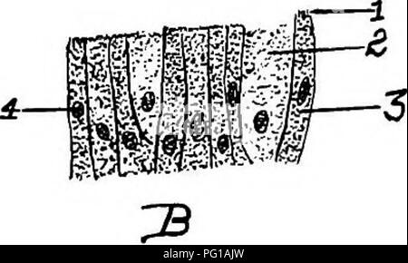 . L'anatomia dei polli domestici . Animali domestici; medicina veterinaria; pollame. iif^tt. Si prega di notare che queste immagini vengono estratte dalla pagina sottoposta a scansione di immagini che possono essere state migliorate digitalmente per la leggibilità - Colorazione e aspetto di queste illustrazioni potrebbero non perfettamente assomigliano al lavoro originale. Kaupp, Benjamin Franklyn, 1874-. Philadelphia ; Londra : W. B. Saunders Company Foto Stock