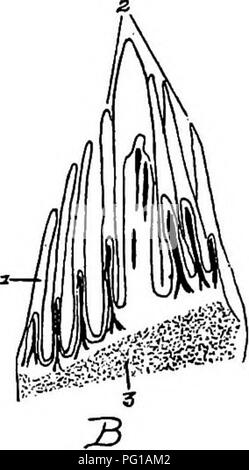 . L'anatomia dei polli domestici . Animali domestici; medicina veterinaria; pollame. 138 Anatomia delle galline. Si prega di notare che queste immagini vengono estratte dalla pagina sottoposta a scansione di immagini che possono essere state migliorate digitalmente per la leggibilità - Colorazione e aspetto di queste illustrazioni potrebbero non perfettamente assomigliano al lavoro originale. Kaupp, Benjamin Franklyn, 1874-. Philadelphia ; Londra : W. B. Saunders Company Foto Stock