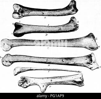 . L'anatomia dei polli domestici . Animali domestici; medicina veterinaria; pollame. Osteologia 51 interna. I condili sono separati dalla fossa intercondyloid, o fossa intercondyloidea, che viene contrassegnata con il box per il fissaggio dei legamenti; e al di sopra di questo è la fossa epitrochlear.. Fig. 12.-Le ossa della zampa posteriore estremità. A. vista posteriore del femore. B. vista anteriore, mi, l'albero. 2, estremità prossimale. 3, estremità distale. 4, Articiolar testa. 5, trocantere maggiore. 6, trochanteric poco profonda fossa. 7, convessità sulla quale il tendine del gluteo scivola. 8, condilo esterno. 9, interno Foto Stock