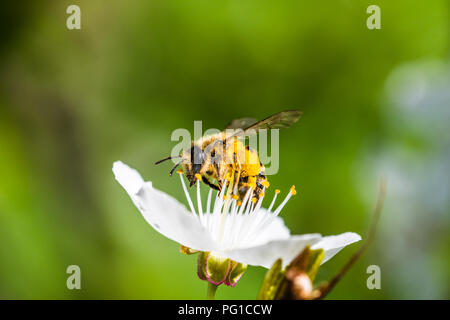 Un lavoro duro il miele europeo bee impollinatori a fiori in una molla. È possibile vedere grandi cesti di polline sulle gambe (corbicula). Bella ripresa macro con SHA Foto Stock