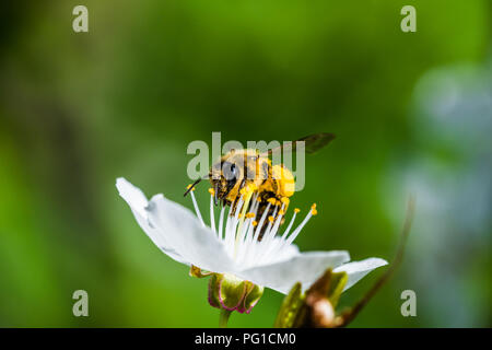 Un lavoro duro il miele europeo bee impollinatori a fiori in una molla. È possibile vedere grandi cesti di polline sulle gambe (corbicula). Bella ripresa macro con SHA Foto Stock