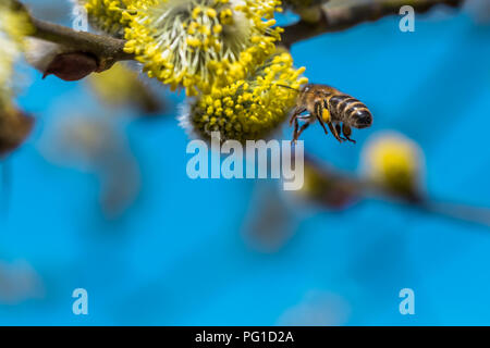 Un lavoro duro il miele europeo bee impollinare un fiore giallo in una molla. Catturato durante il volo. Bella ripresa macro con profondità di campo e bl Foto Stock