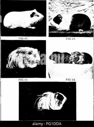 . Ereditarietà in relazione all'evoluzione e all'allevamento di animali, . Ereditarietà. FIG. 2 9. ¥ia. 25. - Un liscio, bianco cavia. Una seconda nuova combinazione di caratteri, ma ottenuto il primo tra i nipoti di un tale- imals come sono mostrati nelle Figg. 22 e 23. Fig. 26. - Una a pelo corto, pigmentato cavia. ("Olandese" contrassegnato con il bianco). Fig. 27. - Una con i capelli lunghi, albino cavia. Fig. 28. - La prole prodotta da animali del tipo illustrato nelle figg. 26 e 27. Uno show.^ "olandese" contrassegnato pattern come una cinghia di giallo pallido; gli altri documenti non. Entrambi sono a pelo corto e pigmentato (non Foto Stock