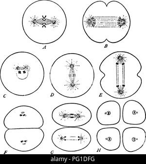 . Ereditarietà in relazione all'evoluzione e all'allevamento di animali, . Ereditarietà. La dualità di eredità prodotti dell'ori2:inale contengono cellule in ogni caso due cromosomi, metà del numero originale.. Fig. 5. - Diagrammi che mostrano i fatti essenziali del cromosoma diminuzione dello sviluppo del spenn-cellule. (Dopo Wilson.) Questi cromosomi costituiscono la maggior parte della testa dello spermatozoo che forma da ciascuno dei 17. Si prega di notare che queste immagini vengono estratte dalla pagina sottoposta a scansione di immagini che possono essere state migliorate digitalmente per la leggibilità - Colorazione e aspetto di queste illustrazioni potrebbero non perfettamente r Foto Stock