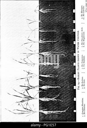 . L'alimentazione delle colture e stock : introduzione alla scienza della nutrizione delle piante e degli animali . Suoli; concimi; piante; nutrizione animale; chimica agricola. . Si prega di notare che queste immagini vengono estratte dalla pagina sottoposta a scansione di immagini che possono essere state migliorate digitalmente per la leggibilità - Colorazione e aspetto di queste illustrazioni potrebbero non perfettamente assomigliano al lavoro originale. Hall, Daniel, Sir, 1864-1942. Londra : J. Murray Foto Stock