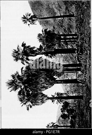 . Nord America : alberi essendo descrizioni e illustrazioni degli alberi che crescono in modo indipendente di coltivazione in America del Nord, a nord del Messico e le Indie occidentali . Alberi. Desert Palm 139. ^ o 3 a. Si prega di notare che queste immagini vengono estratte dalla pagina sottoposta a scansione di immagini che possono essere state migliorate digitalmente per la leggibilità - Colorazione e aspetto di queste illustrazioni potrebbero non perfettamente assomigliano al lavoro originale. Britton, Nathaniel signore, 1859-1934; Shafer, John Adolph. New York : H. Holt e Co. Foto Stock