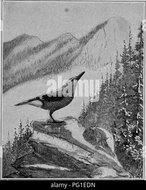 . L'American Natural History; una base di conoscenze utili degli animali superiori del Nord America. Storia naturale. Un amico di alci-HUNTER 327 tains dell Occidente, dall'Alaska a Messico e straggles est- ward al bordo orientale del Great Plains. È spesso chiamato Clarke's Crow. Il Canada Jay, Whiskey-Jack o Moose-Bird,^ è a motivo della sua personale stranezze e assertività forse. Fotografata da E. R. Warren. CLARKE'S DADO-CEACKER. il più cospicuo e ampiamente conosciuto di tutti gli uccelli di palissonatura delle grandi foreste di conifere del Canada. Ogni uomo che ha trainato o alce Foto Stock