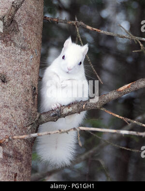 Albino Squirrel seduto su un ramo di albero nel deserto, guardando la telecamera con uno sfondo sfocato. Foto Stock