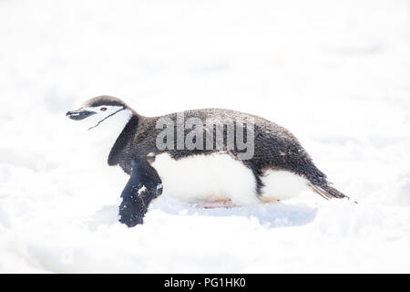 Alcuni pinguini nell'artico passeggiate intorno al polo nord e cercando i giovani del bambino Foto Stock