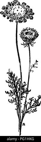 . Un manuale di erbacce : con le descrizioni di tutti i più perniciosi e fastidioso piante negli Stati Uniti e in Canada, le loro abitudini di crescita e di distribuzione, con metodi di controllo . Le erbacce. 308 ERICACEAE (HEATH FAMIGLIA) di ogni ombrella che è viola scuro; raggi del ombrella affollato, interni più breve del file esterne, tutte sotteso da un whorl di verde, tagliata finemente, involucral brattee. Come i frutti maturano le file esterne di pedicels si flettono verso l'interno, rendendo l'ombrella e concava formando il "nido". Carpels fittamente impostato con spine deboli lungo le nervature secondarie, formando una s Foto Stock