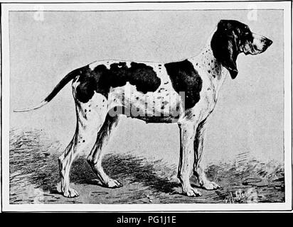 . Il nuovo libro del cane; una completa storia naturale della British i cani e i loro parenti stranieri, con capitoli su diritto, allevamento, kennel gestione e trattamento veterinario. I cani. 488 IL NUOVO LIBRO DEL CANE. sono ad esempio la luce e poco eleganti levrieri tedesco, con i loro rivestimenti lisci e feathered Poppe. Questi sono raramente più di 40 lb. in peso e. CHIEN de gascogne-SAINTONGEOIS. COMTE G. DE VEZIN'S SOUVERAINE. può essere di qualsiasi colore hound. In qualche modo simile sono i cani dell'Austria, che spesso sono tutti bianchi, ma altrimenti re- semble l'inglese Harriers. Il caccia ideali d Foto Stock