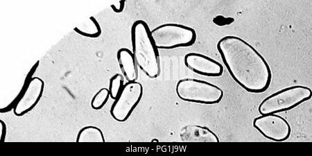 . Il principale amidi usato come cibo : illustrato con foto-micographys con una breve descrizione della loro origine e caratteri . Microscopia botanica; amido. . Si prega di notare che queste immagini vengono estratte dalla pagina sottoposta a scansione di immagini che possono essere state migliorate digitalmente per la leggibilità - Colorazione e aspetto di queste illustrazioni potrebbero non perfettamente assomigliano al lavoro originale. Griffiths, W. Cirencester [Inghilterra] : Baily &AMP; Figlio Foto Stock