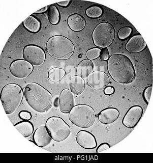 . Il principale amidi usato come cibo : illustrato con foto-micographys con una breve descrizione della loro origine e caratteri . Microscopia botanica; amido. 2.-CANNA EDULIS. X 160.. Si prega di notare che queste immagini vengono estratte dalla pagina sottoposta a scansione di immagini che possono essere state migliorate digitalmente per la leggibilità - Colorazione e aspetto di queste illustrazioni potrebbero non perfettamente assomigliano al lavoro originale. Griffiths, W. Cirencester [Inghilterra] : Baily &AMP; Figlio Foto Stock