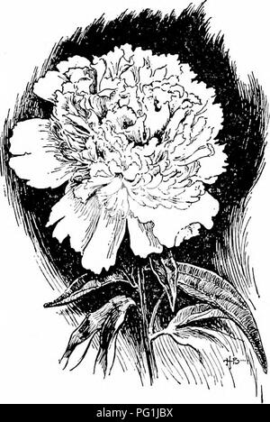 . Manuale di giardinaggio; una guida pratica per la realizzazione di motivi di casa e la coltivazione di fiori, frutta e verdura per uso domestico. Il giardinaggio. 260 Manuale di giardinaggio Canterbury campana (fino a 3 ft.). Celosia, tipi di grandi dimensioni (fino a 30 in.). 250. Un moderno peonia. Crisantemo, annuale. Cosmo, tipi più piccoli. Euphorbia marginata. Quattro ore di (fino a 30 in.), Hop giapponese. [A 30 in.). Kochia, o estate cypress (fino alla calendula, alti tipi. I nasturzi, alto, se consentito di diffondere sul terreno. Kicotiana (fino a 30 in.). CEnothera, alti tipi. Salvia coccinea (splendens grandiflord), circa 2 ft. Zinnia, Foto Stock