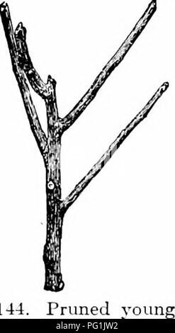 . Manuale di giardinaggio; una guida pratica per la realizzazione di motivi di casa e la coltivazione di fiori, frutta e verdura per uso domestico. Il giardinaggio. 130 Manuale di GABDENINCf. 144. Potato youn albero. e 145 mostrano le cime degli alberi dopo la potatura. Forte branchy alberi, come mele, pere e alberi ornamentali, di solito sono a capo indietro in questo modo, alla piantagione. Se l'albero ha una retta e leader di molti o di diversi rami sottili (Fig. 146), è solitamente potati, come in Fig. 147, ciascun ramo essendo tagliate per uno o due gemme. Se non vi sono diramazioni o molto pochi di essi, - nel qual caso non vi Foto Stock