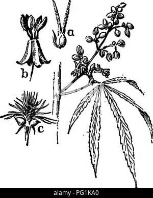 . Southern raccolti di campo (esclusiva di piante foraggere). L'agricoltura. Capitolo XXV DELLA CANAPA - Cannabis sativa La canapa è un membro della famiglia di gelso {Moracem). È utile per la fibra di cui sacchi di tela e lo spago sono realizzati. La pianta cresce fino ad una altezza di circa dieci piedi (Fig. 185). Essa è annuale, rendendo la sua crescita durante i mesi più caldi. Un fatto interessante circa la canapa è che ci sono piante maschili e femminili. Le piante maschio recare in grappoli di fiori contenenti i stami o il polline-parti di appoggio. Sulle altre o piante femminili sono portati i pistilli o semi-la produzione di parti di ricambio. Le piante maschili sono Foto Stock