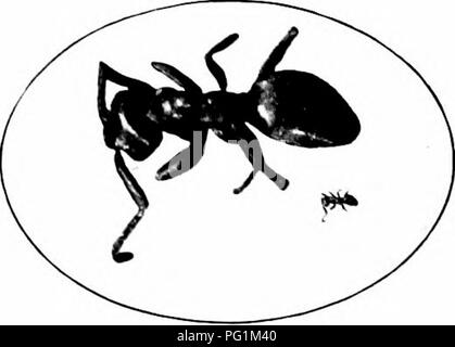 Il Mealy-bug di canna da zucchero (Pseudococcus calceolaria) è un insetto dal corpo morbido e senza ali che attacca le radici, la corona e gli steli della canna da zucchero. Produce una secrezione di cottonia e può anche infestare erba di Johnson. Gli insetti maligni maschi sono alati ma raramente visti. Sopravvivono all'inverno con la canna da semina e si diffondono in nuove piante in primavera. Foto Stock