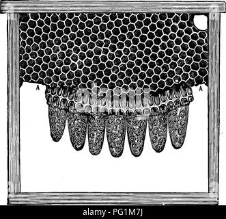 . Langstroth sull'alveare &AMP; miele delle api. Le api. 278 COMMBECIAL REGINA CUSCINETTO. gabbie, coperto con un panno di filo su ciascun lato e inserito in una cornice. Ogni gabbia presenta due fori nella parte superiore, uno per una spugna satura con miele, gli altri per ricevere la regina-cell. Il telaio è inserito in una forte colonia, non necessariamente queenless.. Ffg. 109. Riga di celle di regina. (Prom vicolo.) poiché questi giovani regine sono ingabbiati e alimentazione sono a portata di mano quando si schiudono. Le ultime stile di regina vivaio è mostrato sulla piastra 19. Il metodo Doolittlb. 530. Dato che quanto sopra è stato scritto, l'allevamento di regine per la vendita ha Foto Stock