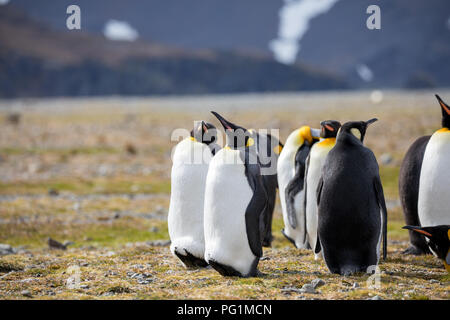 Alcuni pinguini nell'artico passeggiate intorno al polo nord e cercando i giovani del bambino Foto Stock