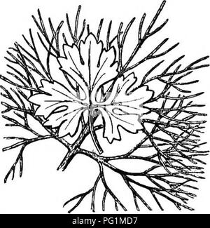 . Un libro di testo di botanica per le scuole secondarie. La botanica. Idrofite 331. Fig. 303.-sommerse e foglie di antenna di un ranuncolo acquatico.- Dopo Strabburger. Il mucky fondo; e anche quando essi non sono in grado di inviare foglie fino alla superficie dell'acqua, di solito inviare i fiori che essi possono aprire nell'aria. In parchi e verde- case la grande acqua-lily dell'Amazzonia (Victoria regia), il più grande di tutta l'acqua- gigli, è comunemente visto (Fig. 302)-. Flottante e foglie sommerse sono molto diverse in forma e quando entrambi i tipi si verificano sullo stesso impianto è sorprendente il contrasto (Fig. 303). 194. Ree Foto Stock