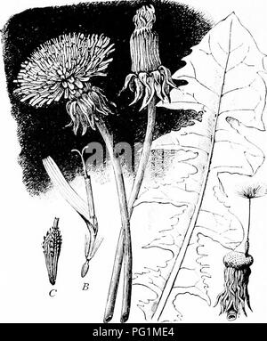 . Un libro di testo di botanica per le scuole secondarie. La botanica. 312 UN LIBRO DI TESTO DI BOTANICA alcune delle ben note forme, selvatiche o nei culti- vation, sono ironweed, .ageratum, blazing star, oro, Daisy, aster, eterna, rosinweed (bussola impianto), rag-. 1) Fig. 299.-tarassaco: Un, due fiori-atalka, una testa essendo chiuso e che mostra il doppio involucro, l'altro aperto e mostra tutti i: corolle strap-sagomato; B, unico fiore; C, akene; D, ricettacolo, con singolo pappus-cuscinetto akene.- Dopo Strasburger. erbaccia, cockle-bur, zinnia, Girasole Dalia, COSMO, mari- gold, crisantemo, tansy, Foto Stock
