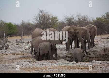 Una grande famiglia di elefante in Africa è attorno a piedi per mangiare e acqua potabile Foto Stock