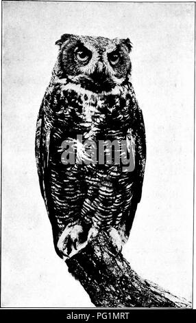 . L'American Natural History; una base di conoscenze utili degli animali superiori del Nord America. Storia naturale. Il GKEAT HOENED OWL 223. Grande gufo cornuta. Con " corna " Jaid torna in collera. 2 quaglie, X pinnated grouse, 1 pigeon, 1 rail, 1 anatra selvatica, 1 Cooper's Hawk, e 2 sconosciuto. I mammiferi sono stati trovati come segue; 46 fango e ratti, 32 conigli e lepri, 7 toporagni, 5 squir- rels, 3 chipmunks, 4 pocket-i gopher, 2 moffette, 1 donnola e 1 bat. Al di là di domanda, il saldo debitore contro questo uccello è pesante e giustifica la sua distruzione, ovunque si trovi; ma allo stesso tempo essa andare Foto Stock