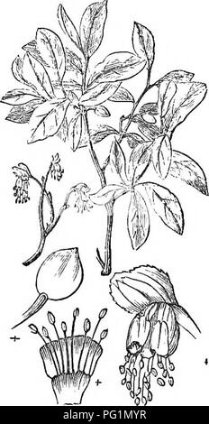 Questo lavoro è un compendio dell'Arboretum et Fruticetum Britannicum, che descrive gli alberi e gli arbusti duri della Gran Bretagna, sia nativi che stranieri. Include descrizioni scientifiche e popolari, insieme a informazioni sulla propagazione, la coltivazione e l'uso di varie specie. Le incisioni dettagliate completano il testo, rendendolo una guida essenziale per botanici e orticoltori in Gran Bretagna. Foto Stock