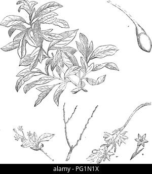 Questa edizione abbreviata dell'Arboretum et Fruticetum Britannicum fornisce descrizioni di alberi e arbusti resistenti sia nativi che stranieri della Gran Bretagna, coprendo la loro propagazione, cultura e usi. Foto Stock