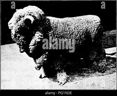 . Tipi e razze di animali da fattoria . Bestiame. La AMERICAN MERINO 355 Guinea ; Golden Tom, 500 Guinea. Molte pecore sono state spedite dal Vermont e Ohio a Austraha a prezzi da $500 verso l'alto per capo, più le vendite sono effettuate nel 1906. Un notevole American Merino show-ring vittoria, degna di registrare qui, avvenuta nel 1863, quando Giorgio Campbell del Vermont esposti dodici Vermont di razza merino all'esposizione internazionale a Amburgo, Germania. Ci sono stati 1771 pecore è entrato in concorrenza, 913 essendo Merino da ogni parte d. Fig. 156. Stickney, un Delaine Merino ram alla testa del gregge Foto Stock
