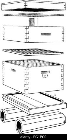 . L apicoltura in Maryland. Le api. 242 MABTLAND Agricolo Experiment Stazione. noto di questo argomento e la sua applicazione nelle manipolazioni di ' apiario. Attrezzature dell'apiario. Alveari. Il tipo di alveare, fornendo è di semplice costruzione -con mova- ble frame, non è così importante come lo è il metodo di manipolazione di essa. La maggior parte del miele prodotto nel paese oggi, è preso da alveari, che incarnano le caratteristiche principali dell'alveare Langstroth inventato nel 1851. Questo è costituito da una semplice scatola di legno, tenendo otto o più frame. Fig. 5.-dieci frame alveare con miele di favo super, parapolvere e perfora Foto Stock
