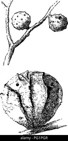 . Case senza mani. : Essendo una descrizione delle abitazioni di animali, classificati secondo il principio di costruzione. Animali. 494 case senza mani. anno seguente, e che passano attraverso le loro fasi di pupa e forme perfette dopo che le foglie sono diminuiti e mentre sono ancora giacente sul terreno. Il sig. F. Smith, che ha dato così tanto tempo e di ricerca per la storia di imenotteri, ha scoperto l'insetto che in- habited galli da Gynips longipennis, e ha notato che il perfetto insetti non fanno la loro comparsa fino al mese di marzo. Ora ci p Foto Stock