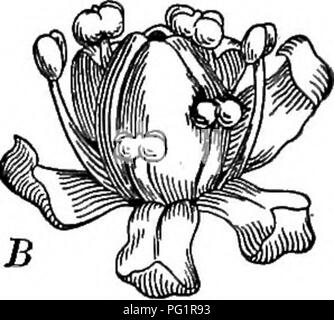 . Chiave e flora : Northern e Central membri . La botanica. . Si prega di notare che queste immagini vengono estratte dalla pagina sottoposta a scansione di immagini che possono essere state migliorate digitalmente per la leggibilità - Colorazione e aspetto di queste illustrazioni potrebbero non perfettamente assomigliano al lavoro originale. Bergen, Giuseppe Y. (Giuseppe giovani), 1851-1917. Boston : Ginn Foto Stock