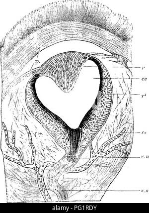 . Elementi di anatomia comparata dei vertebrati. Anatomia di confronto. Il cervello 171 i lobi olfattivi possono essere ben marcato o totalmente invisibile dall'esterno. In tali forme come Anguis, Amphisbsena e Typhlops sono strettamente applicato per le semisfere, mentre in altri {ad esempio Hatteria, Lacerta, Crocodilus) ciascuno consiste di un ben marcato olfac- tory tratto, passando anteriormente in un bulbo olfattivo dal quale i nervi di odore derivano. Ventricoli olfattivo sono presenti di solito. Il thalamencephalon è sempre premuto, e non è affatto o non a tutti, visibile dal lato dorsale. Un distinto hyp Foto Stock