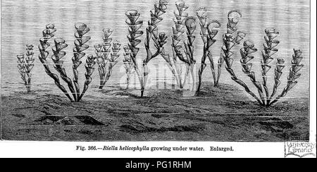 . La storia naturale delle piante, le loro forme, la crescita, la riproduzione e la distribuzione;. La botanica. La vegetazione dei tempi passati. 611 possiamo concludere che essa originati da piante aderente alle scogliere di calcare formata da animali o da mare-piante che vivevano sulle frontiere di queste rocce calcaree. Dove grafite si trova in maggior quantità si è tentati di pensare che potrebbero essere state derivate da torbiere. Come abbiamo detto, tutte queste sono solo supposizioni, per quanto il carbonio, calce e silicati sono diventati cristallini tutti i punti per la determinazione delle famiglie a cui il Foto Stock