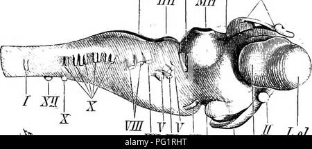 . Elementi di anatomia comparata dei vertebrati. Anatomia di confronto. iin ME Z.E Gp. Ho JE U L.ol. iSv Eyp di Fig. 129. -Bkain op Laeval Lampkev. (A, dal di sopra; B, dal di sotto, C dal lato.) VH {Bafi.G), cerebrale Kemispheres, tra cui, in un tratto mediano del prosencephalon è visto, con il tetto membranosa rimosso ; L.ol, lobo olfattivo ; ZH, thalamencephalon ; O.P, corpo pineale; Hyp, ipofisi ; Sv, saocus vascnlosus ; MH, mid-cervello ; HH, cervelletto ; NH, medulla oblon- gata ; Med, midollo spinale ; I-X, nervi crariial ; XH, fitst nervo spinale (hypo- glossal). Il braiii di Foto Stock