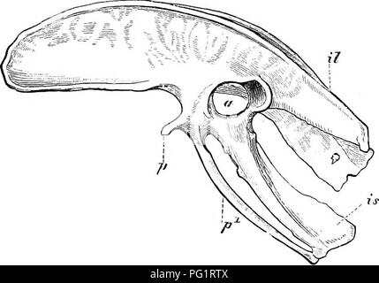 . Elementi di anatomia comparata dei vertebrati. Anatomia di confronto. Arco pelvico 119 più oblique, inclinata verso l'alto e all'indietro dalla aceta- bulum. Il bacino di coccodrilli presenta caratteristiche particolari ed è di particolare interesse, come in alcuni punti che assomiglia a quello di certe forme estinte. Il pubes, che hanno in un primo momento trans- versetto posizione, diventare più successivamente indirizzato in avanti molto più marcatamente rispetto a Chelonians e lucertole^ e quindi l'ischio- meati che si pubica (in cui l'otturatore meati che si sono inclusi) sono molto larghi e sono separate tra loro da un cordone fibroso ( Foto Stock