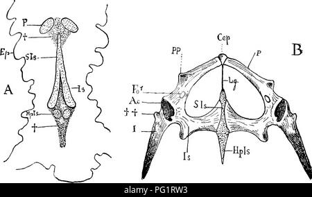 . Elementi di anatomia comparata dei vertebrati. Anatomia di confronto. Arco pelvico 117 maggiore sviluppo dell'ileo, che talvolta viene ampliato in corrispondenza della sua estremità vertebrale; e (3) il più intenso e solido ossifica- zione dell'arco nel suo complesso. Punti di collegamento con il bacino degli anfibi sono visti in Paleeohatteria, il Plesiosauria, Hatteria, Telerpeton e il Chelonia (comp. Figg. 93 e 94), mentre il bacino del Ichthyo- sauria si avvicina a quella dell'Lacertilia. In quest'ultimo, e ancora di più nel Crocodilia e Dinosauria, il arcli pelvica è molto. Fig. 95.âA, Longitu Foto Stock