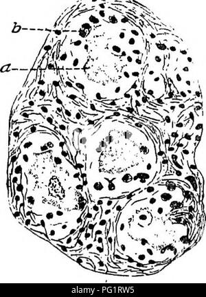 Questo libro di testo si concentra sulla patologia e la diagnosi differenziale delle malattie infettive negli animali, offrendo approfondimenti dettagliati sulle varie malattie e la loro identificazione. Esso comprende illustrazioni di ganglioni colpiti dalla rabbia, una preoccupazione veterinaria comune. Foto Stock