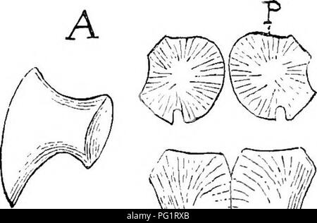 . Elementi di anatomia comparata dei vertebrati. Anatomia di confronto. Arco pelvico. Wim-s-t. Si prega di notare che queste immagini vengono estratte dalla pagina sottoposta a scansione di immagini che possono essere state migliorate digitalmente per la leggibilità - Colorazione e aspetto di queste illustrazioni potrebbero non perfettamente assomigliano al lavoro originale. Wiedersheim, Robert, 1848-1923; Parker, William Newton, 1857-1923. Londra, Macmillan Foto Stock